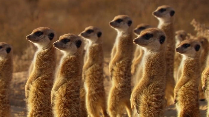 똑똑한 까마귀가 미어캣과 사는 법.jpg | 인스티즈