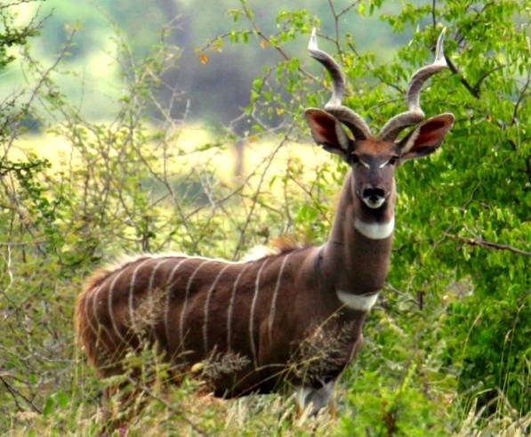[동물칭구] 당신이 처음 봤을 수도 있는 희귀동물들 50종 | 인스티즈