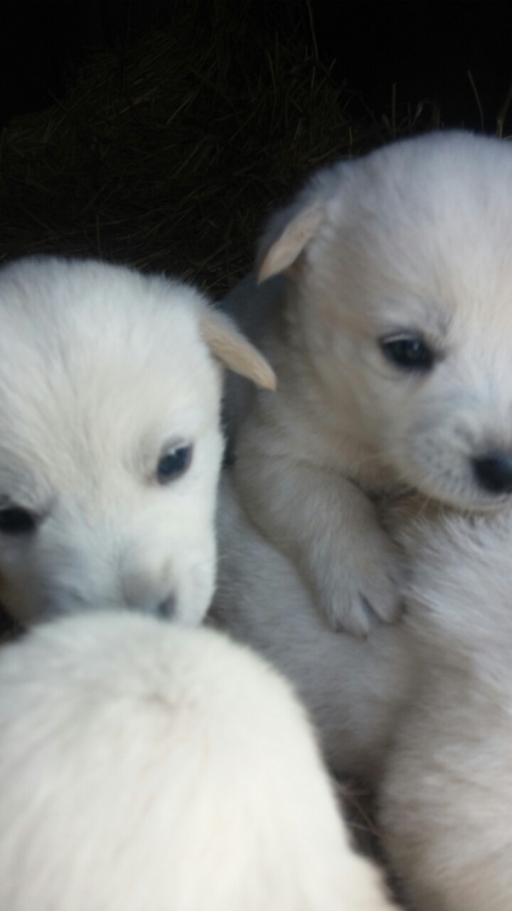 폭풍성장중인 똥개 흰둥이들.jpg | 인스티즈