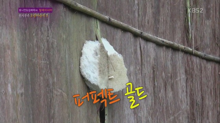 [세상은맛있다] 원주민 마을 최고 명사수보다 바람총 더 잘 쏘는 김재덕 bbbbbbbb | 인스티즈