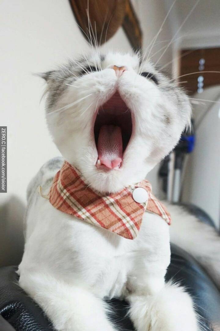 하품하는 고양이.jpg | 인스티즈