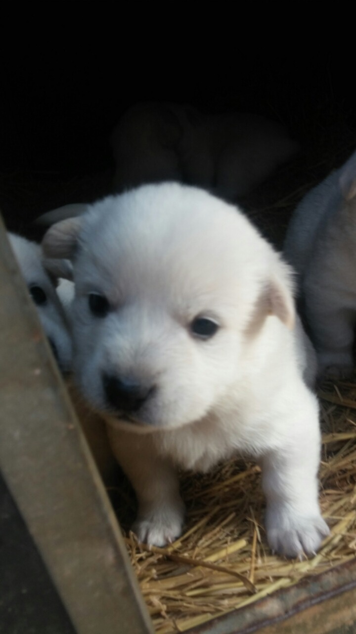 폭풍성장중인 똥개 흰둥이들.jpg | 인스티즈