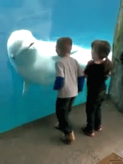 웃기고 귀엽고 희귀한 돌고래들의 모습들 | 인스티즈