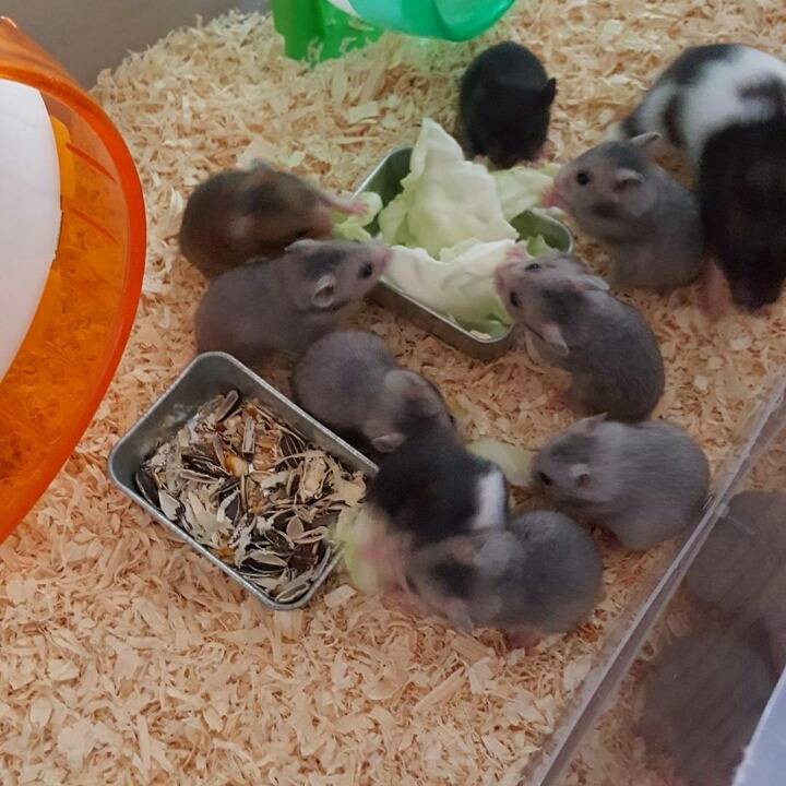 엄연한 동물학대 | 인스티즈