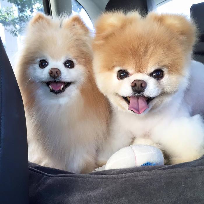 견종 이야기 - 포메라니안 | 인스티즈