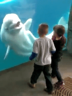 웃기고 귀엽고 희귀한 돌고래들의 모습들 | 인스티즈