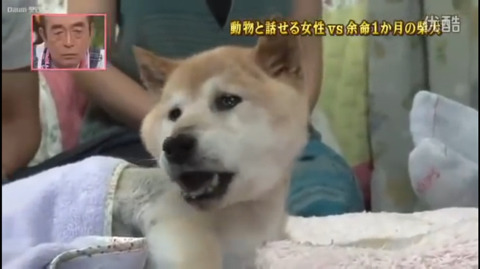 사고로 하반신 마비가되자 주인에게 비참하게 버림받은 시바견 사연 (애니멀 커뮤니케이터 하이디) | 인스티즈