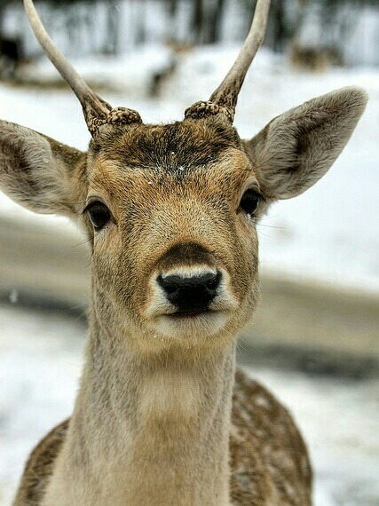 눈이 좋은 사슴은? | 인스티즈