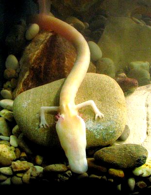 [동물칭구] 당신이 처음 봤을 수도 있는 희귀동물들 50종 | 인스티즈