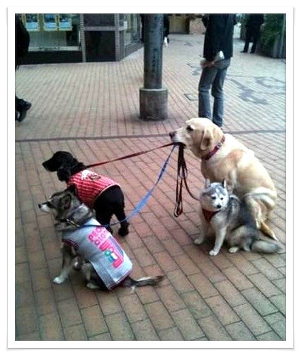 밥값 하는 강아지 | 인스티즈