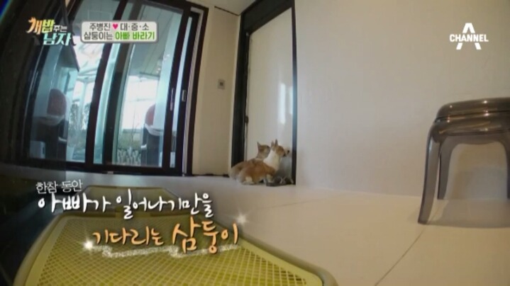 [개밥주는남자] 웰시코기 삼둥이 대중소의 일상.jpg | 인스티즈