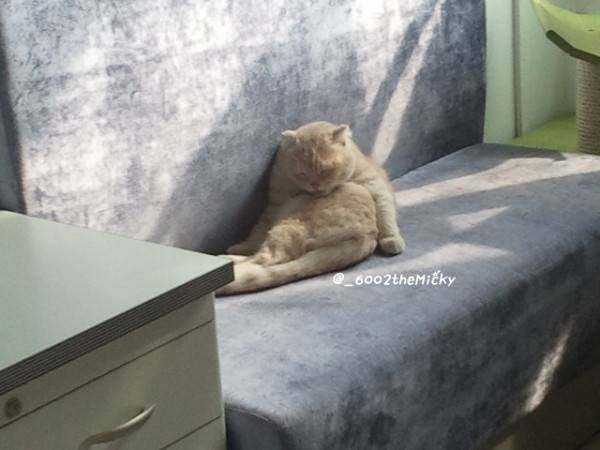 짱덕미 터지는 시아준수 고양이.jpg | 인스티즈