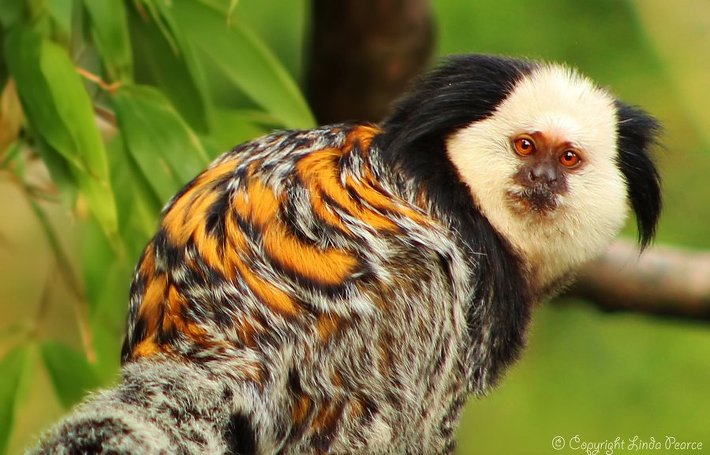 [동물칭구] 당신이 처음 봤을 수도 있는 희귀동물들 50종 | 인스티즈