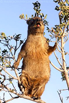 [동물칭구] 당신이 처음 봤을 수도 있는 희귀동물들 50종 | 인스티즈