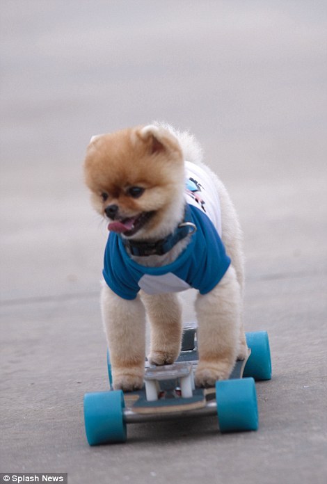 견종 이야기 - 포메라니안 | 인스티즈