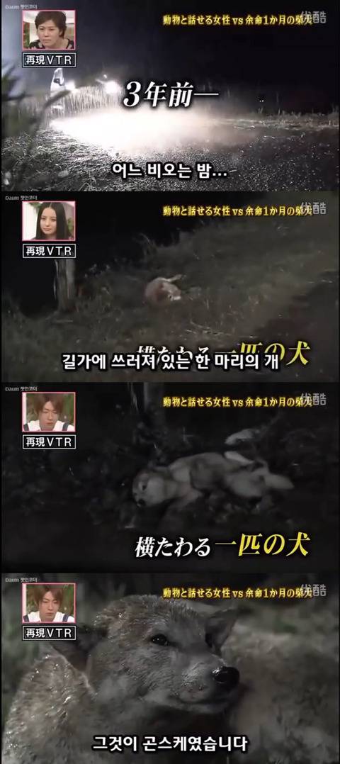 사고로 하반신 마비가되자 주인에게 비참하게 버림받은 시바견 사연 (애니멀 커뮤니케이터 하이디) | 인스티즈