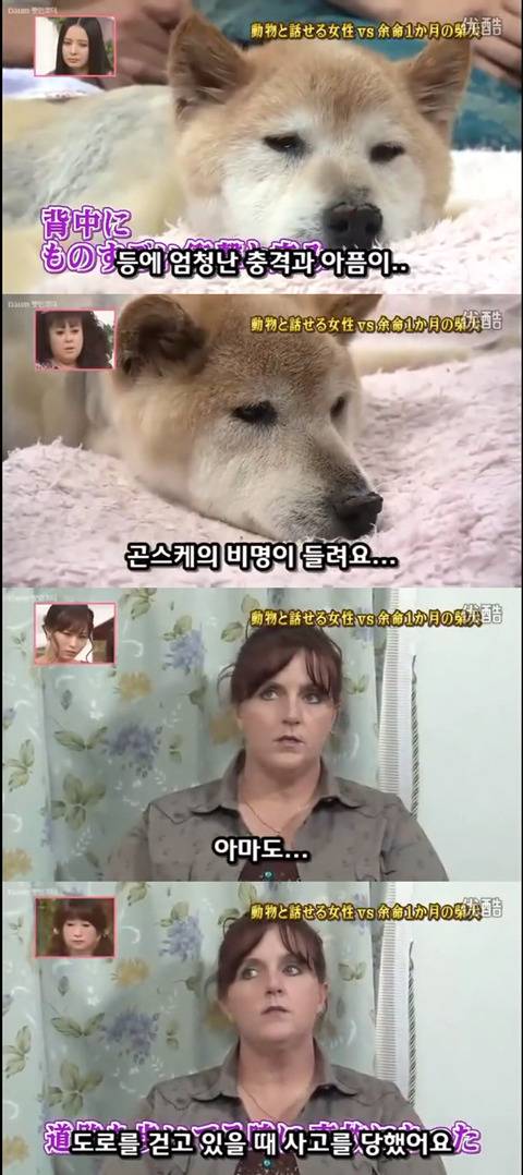 사고로 하반신 마비가되자 주인에게 비참하게 버림받은 시바견 사연 (애니멀 커뮤니케이터 하이디) | 인스티즈