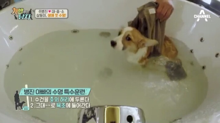 [개밥주는남자] 웰시코기 삼둥이 대중소의 일상.jpg | 인스티즈