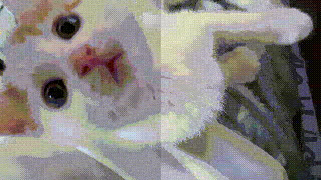 아기 고냥이 움짤.gif | 인스티즈