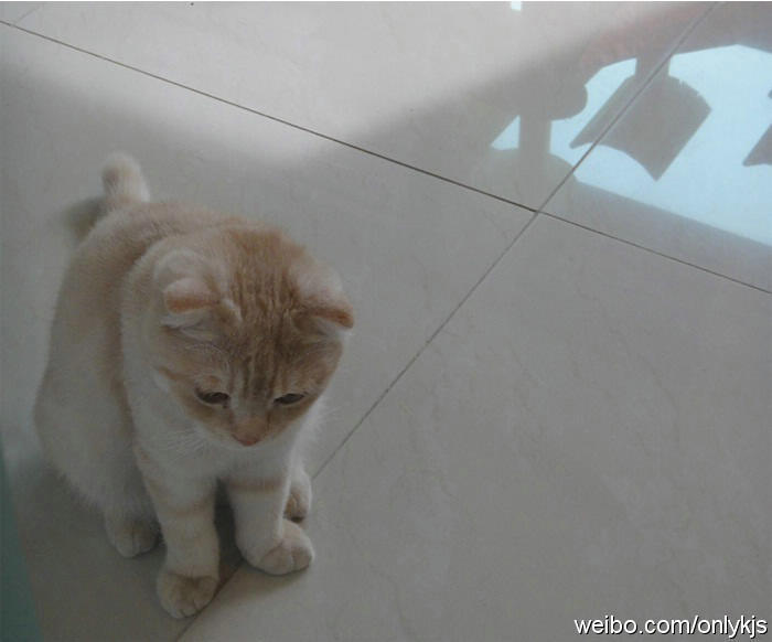 짱덕미 터지는 시아준수 고양이.jpg | 인스티즈