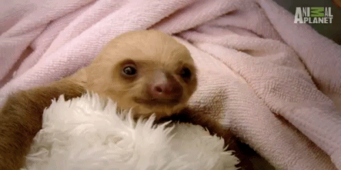 나무늘보의 귀여움에 대한 고찰.jpg | 인스티즈