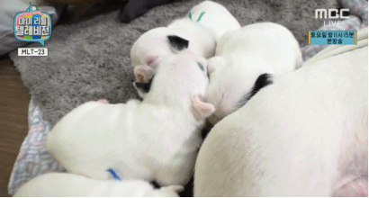 마리텔 이경규방 새끼강아지 .GIF | 인스티즈