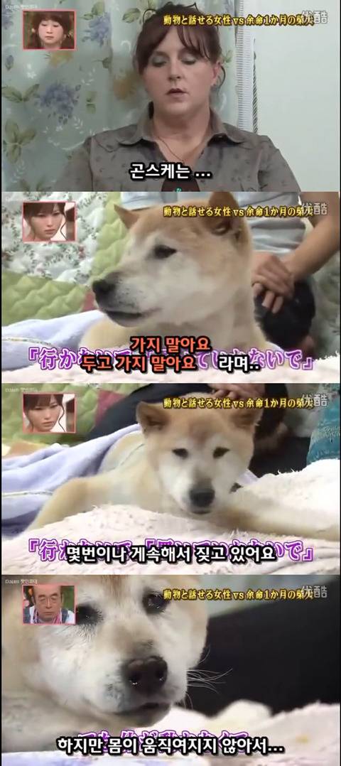 사고로 하반신 마비가되자 주인에게 비참하게 버림받은 시바견 사연 (애니멀 커뮤니케이터 하이디) | 인스티즈