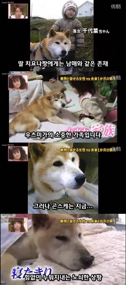 사고로 하반신 마비가되자 주인에게 비참하게 버림받은 시바견 사연 (애니멀 커뮤니케이터 하이디) | 인스티즈