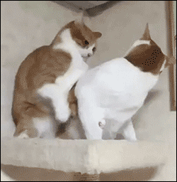 귀여운 냥멍이들 | 인스티즈