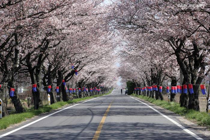 여자친구와 함께 떠나는 국내 최고의 벚꽃드라이브코스 | 인스티즈