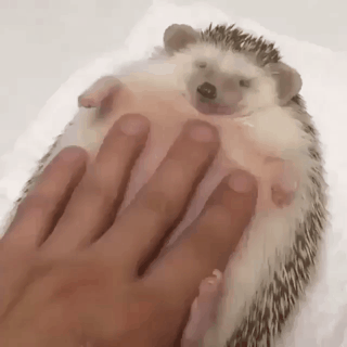 고슴도치의 귀여움에 대한 고찰.gif | 인스티즈