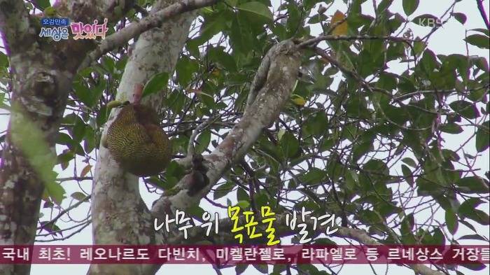 [세상은맛있다] 원주민 마을 최고 명사수보다 바람총 더 잘 쏘는 김재덕 bbbbbbbb | 인스티즈