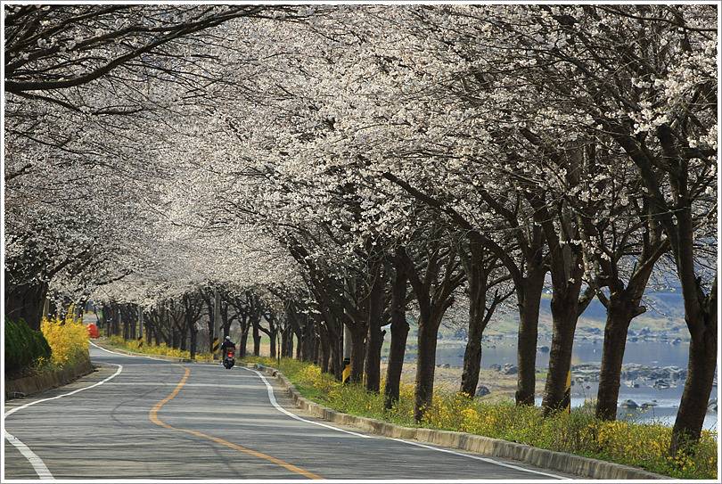 여자친구와 함께 떠나는 국내 최고의 벚꽃드라이브코스 | 인스티즈