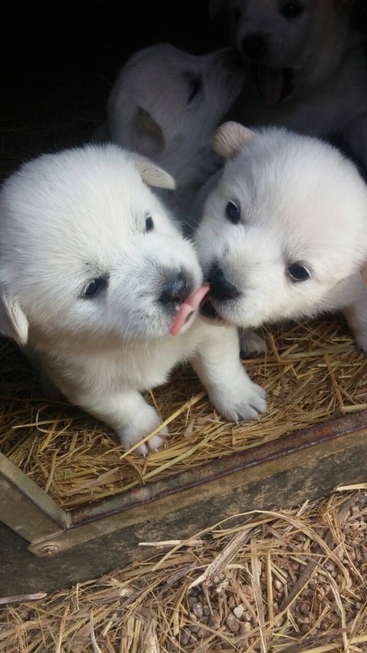 폭풍성장중인 똥개 흰둥이들.jpg | 인스티즈