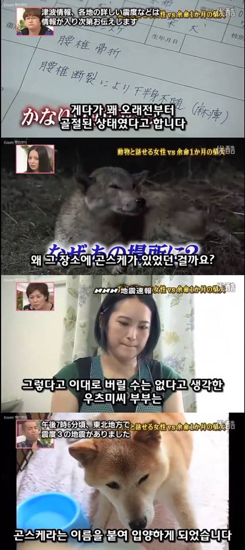 사고로 하반신 마비가되자 주인에게 비참하게 버림받은 시바견 사연 (애니멀 커뮤니케이터 하이디) | 인스티즈