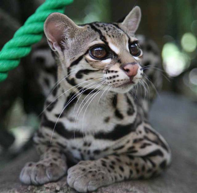 야생 고양이라고 하는데 맹수과로 지정되서 못키운다는 오셀롯 | 인스티즈