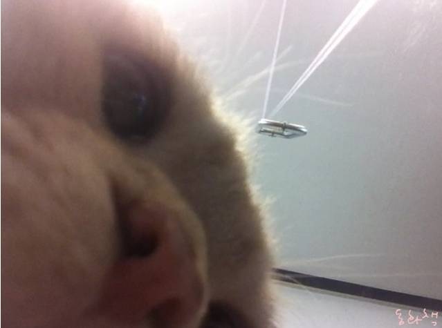 짱덕미 터지는 시아준수 고양이.jpg | 인스티즈