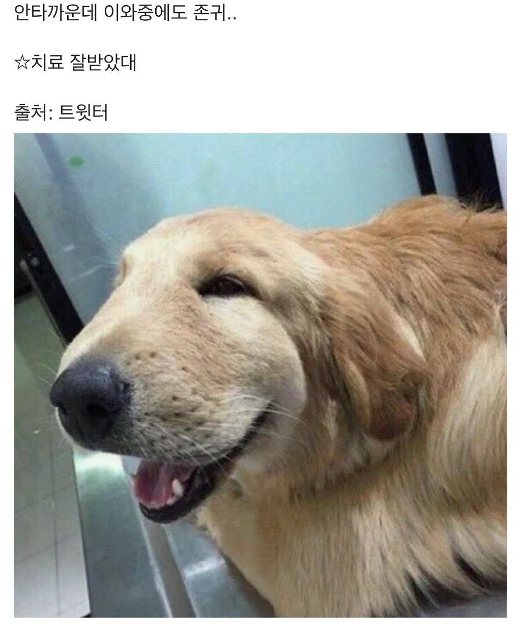 instiz instiz