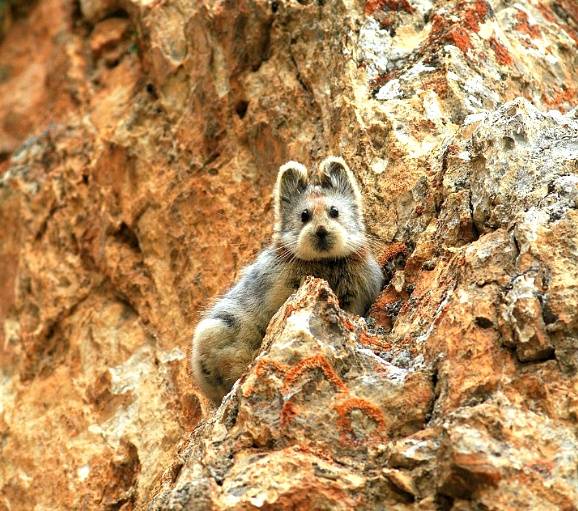 [동물칭구] 당신이 처음 봤을 수도 있는 희귀동물들 50종 | 인스티즈