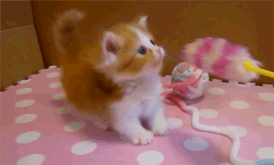 아기 고냥이 움짤.gif | 인스티즈