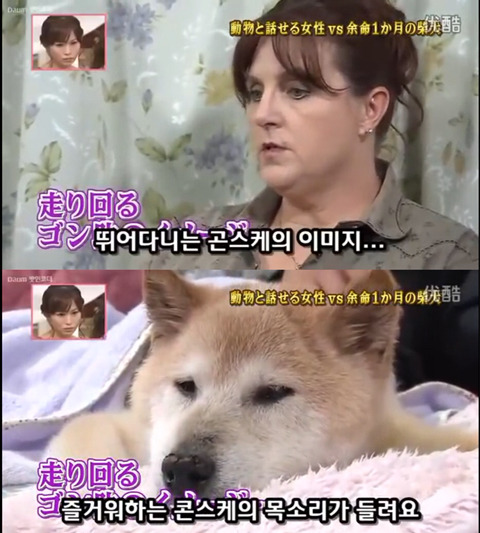 사고로 하반신 마비가되자 주인에게 비참하게 버림받은 시바견 사연 (애니멀 커뮤니케이터 하이디) | 인스티즈