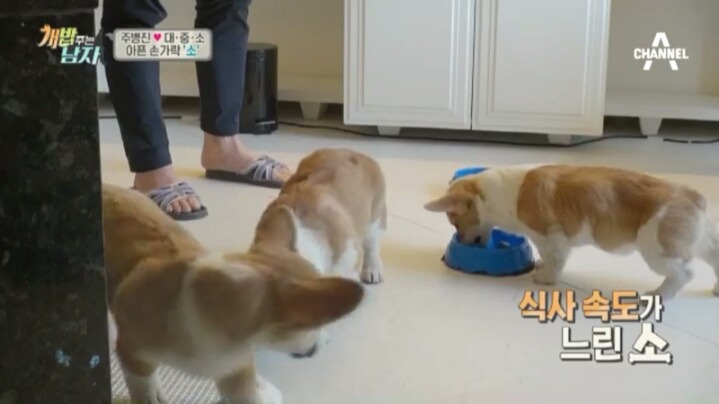 [개밥주는남자] 웰시코기 삼둥이 대중소의 일상.jpg | 인스티즈