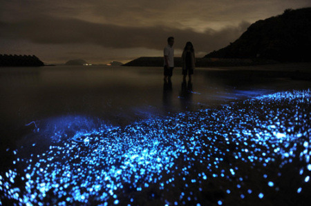 바다의 은하수 | 인스티즈