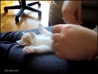 아기 고냥이 움짤.gif | 인스티즈