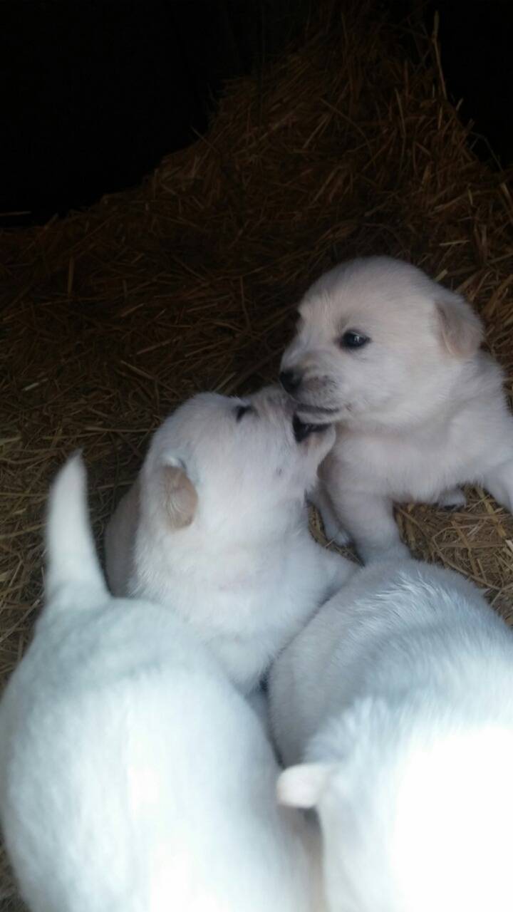 폭풍성장중인 똥개 흰둥이들.jpg | 인스티즈