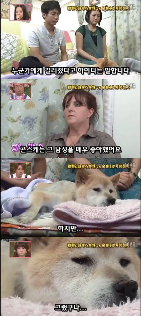 사고로 하반신 마비가되자 주인에게 비참하게 버림받은 시바견 사연 (애니멀 커뮤니케이터 하이디) | 인스티즈