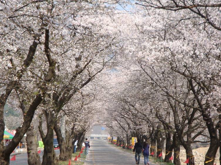 여자친구와 함께 떠나는 국내 최고의 벚꽃드라이브코스 | 인스티즈