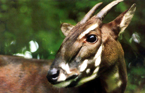 [동물칭구] 당신이 처음 봤을 수도 있는 희귀동물들 50종 | 인스티즈
