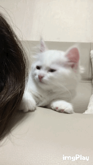 아기 고냥이 움짤.gif | 인스티즈