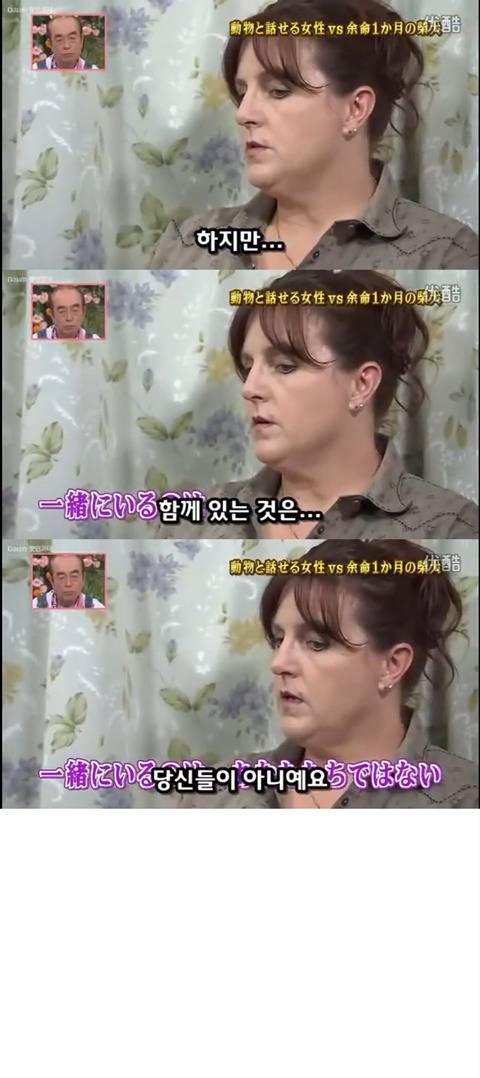 사고로 하반신 마비가되자 주인에게 비참하게 버림받은 시바견 사연 (애니멀 커뮤니케이터 하이디) | 인스티즈